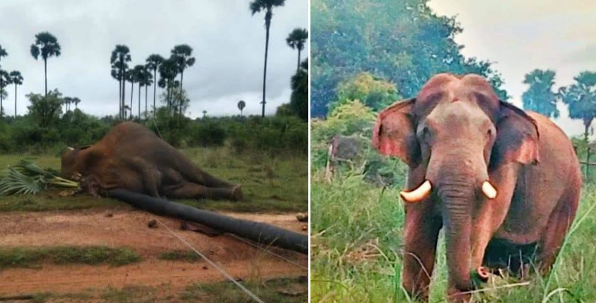 Elephant Dies by Electric Shock in Ambasamuthiram Nellai-Tirunelveli Pasanga La-Stumbit Breaking News